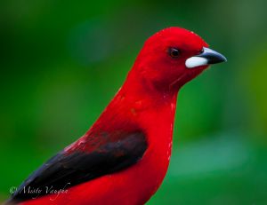 c13-tanager 4.jpg